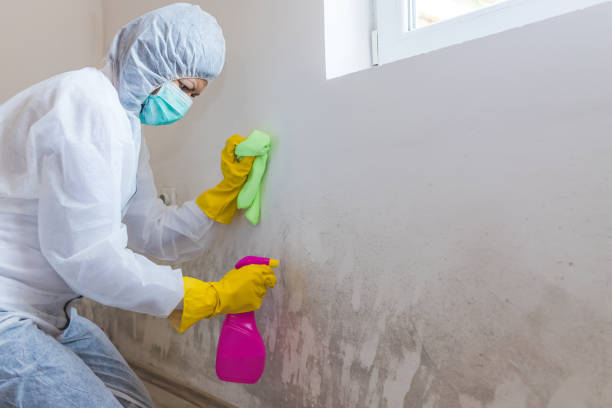 Why You Should Choose Our Mold Remediation Services in Honeygo, MD